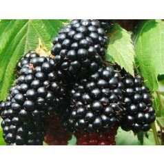   Rubus fruticosus 'Dirksen Thornless' - Fekete szeder