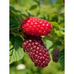 Rubus tayberry 'Buckhingam' - Szedermálna